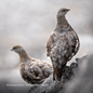 English_VX8050_Carousel_2000x2000px_Tile 11.png
